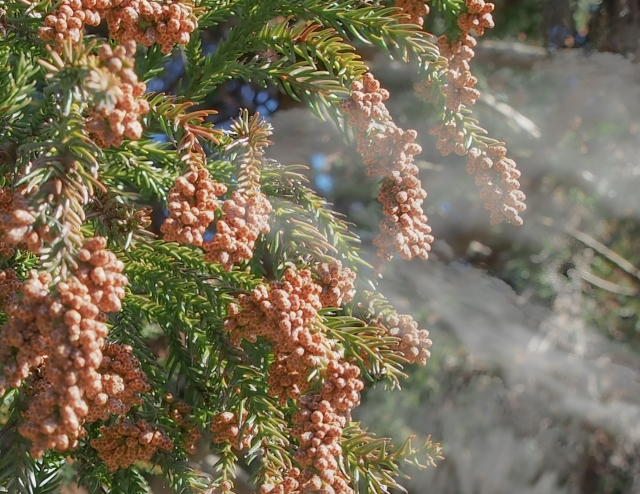 花粉症を楽にする方法