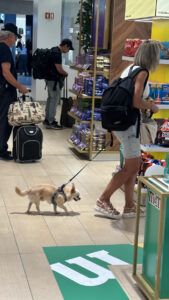 ポルトガルのリスボン空港は犬同伴OKだった！